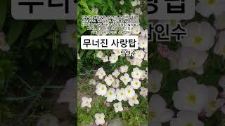 무너진 사랑탑  #남인수#트로트#1947남인수애창곡