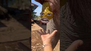 #funny #campping #comedy #bhoot #comedymovies #animals #cute #comedyfilms #vlog #funnycomedy