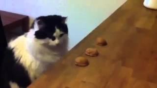 Cat Magic Trick