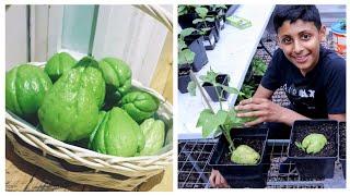 Planting Chayote from Store bought fresh fruits | How To Grow Chow Chow at home