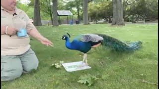 Zoo to You: Peacock training session