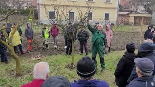 Ing Jakubek slivka strihanie 1