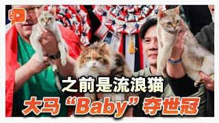 9岁大马猫“Baby” 从流浪街头到世界冠军