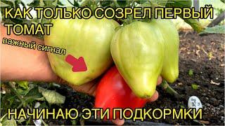 Полная схема подкормок томатов в ИЮЛЕ.