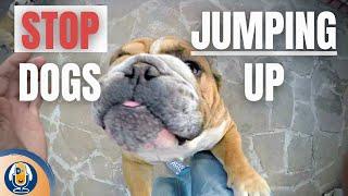 How To Stop Dogs Jumping Up On People #121