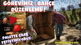 GÖREVİMİZ BAHÇE DÜZENLEME PEYZAJ | PALETTE ÇİLEK FİDESİ YETİŞTİRME | BAHÇEMİZE BOĞA GÜBRESİ GELİYO