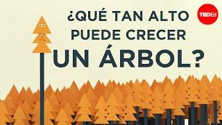 ¿Qué tan alto puede crecer un árbol? - Valentin Hammoudi