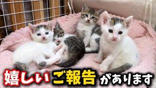 生後1ヵ月の子猫6兄弟について…とても嬉しいご報告があります