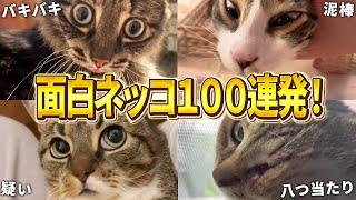 【2ch動物スレおもしろ猫100連発！】ツッコミどころ満載な猫のおもしろ動画集！パート11（鳴き声、子猫、かわいい）