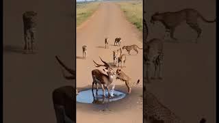 The deer drink water and leopard try to play with deer #youtube shorts#viralvideo #animals #shorts#