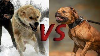 Kangal shepherd vs pitbull dog fight #shorts (2m)