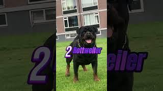 Dünyanın En Tehlikeli 3 Köpeği 