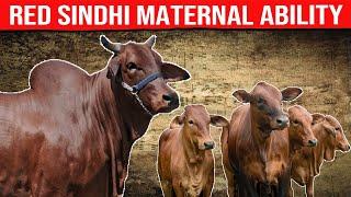  [ DAIRY COWS ] RED SINDHI Maternal Ability  Biggest Bulls And Cow