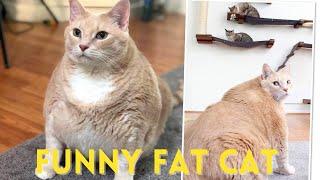 funniest  fat cat compilation