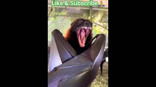 Big Chamakadar || Bats #shortsfeed #bats #batman #trending #viral #nature #birds #ytshorts  #love