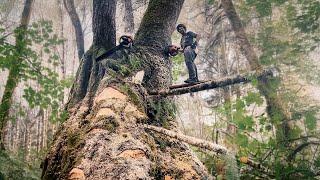 How many springboards does it take to cut these spruce?