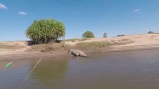 Giant Crocodile Encounter Scares Fishermen in Western Australia