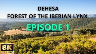 DEHESA /nature documentary : Forest Of the Iberian Lynx/ Episode 1