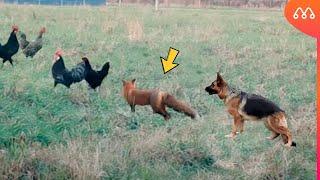 THE FOX DIDN'T KNOW THAT THE DOG WAS PROTECTING THE CHICKENS