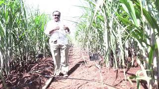 No.1 sugarcane grower in the world and proud of India Mr.sanjeev mane Per acre 168 Tons