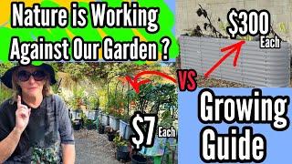 How to Make A Raised Garden Bed FULL Guide for Beginners CHEAP & EASY, Stop Pest, FREE Soil & NO DIG