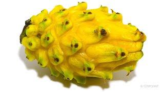 Decomposing Yellow Dragonfruit Timelapse