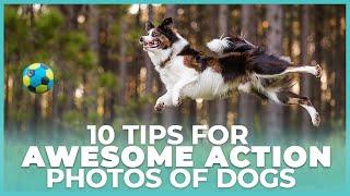 Premium Video Preview - 10 Tips for Awesome Action Photos of Dogs