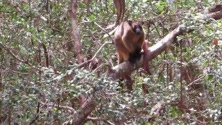 Lumholtz's Tree kangaroo, tail- wagging