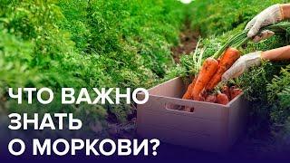 Чем полезна МОРКОВЬ? | Доктор 24