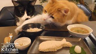 Japanese meal for cats