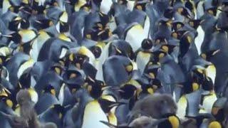 King Penguins | Attenborough: Life in the Freezer | BBC Earth