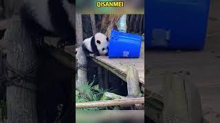 奇三妹打包桶回秘密基地，最后这桶也太不懂事了 #panda #redpanda夕消 #funny #redpanda夕消 #animals #cutepanda #cute #pets #zoo