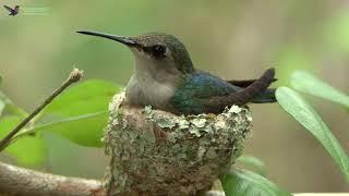 Bee Hummingbird - Female on nest