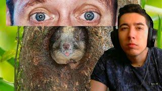 Reacting to zefrank1 True Facts: Deception in the Rainforest