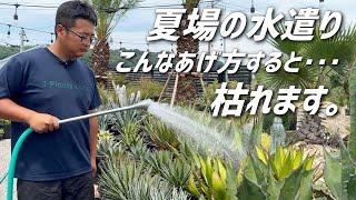 【アガベ】夏の水遣りは"必要"ですが気を付けてほしい事があります!!