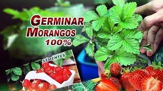 Como Plantar Morango da Semente +DICAS | Sementes de Supermercado|