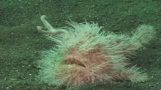 English - Frogfish are Funny Looking Fish - Annie Crawley