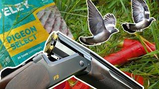 PIGEON SHOOTING on LAYED WHEAT | 100+ BAG DECOYING PIGEONS | THEY DECOYED IN SO WELL!!