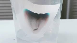 Amazelab chromatography time-lapse.