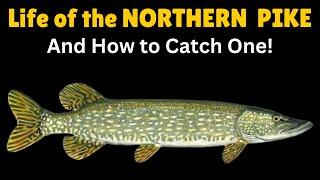 Life of the Northern Pike & How to Catch One!