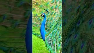 Peacock song short