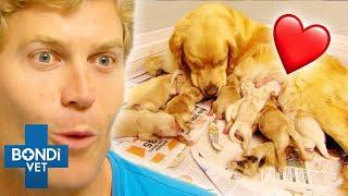 Most Adorable Puppies Being Born ️ Bondi Vet Compilation