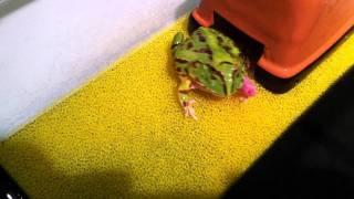 Pacman Frog (Ceratophrys Joazeirensis) Feeding (Pinky) 1280x720 / 角蛙覓食