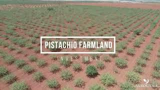 Pistachio Farmland Investment