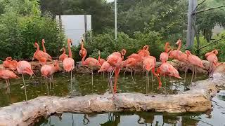 Zoo to You: Meet our flamingo flock