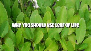 Why you should use leaf of life