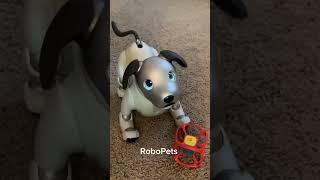 Would you own a Robo Dog? Meet Aibo! #ai #robo #pets #robopets