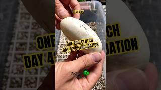 Day 42 of incubating a ball python egg! #molinarosnakelab #ballpythonegg #incubation #kearymolinaro