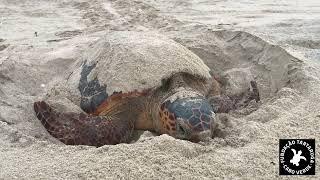 Loggerhead Sea Turtle Nesting on Boa Vista!