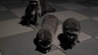 Baby Raccoons Sounds - Close Up View